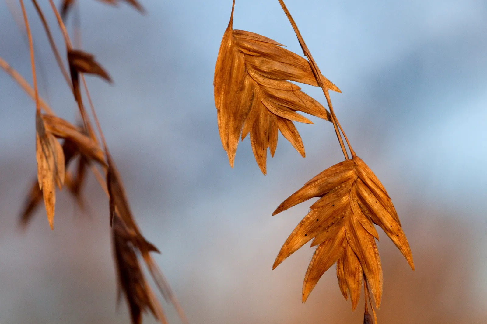 Northern Sea Oats (Chasmanthium Latifolium) — The plant matures to a height of 2 to 4 feet and spreads approximately 18 to 24 inches; native to the eastern