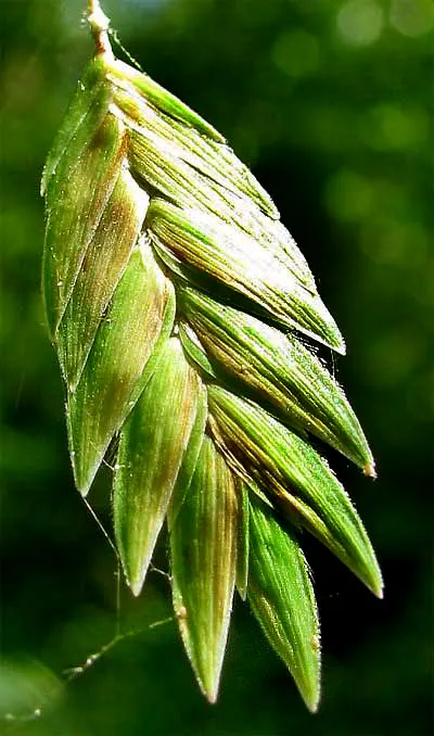 Northern Sea Oats (Chasmanthium Latifolium) — botanically termed Chasmanthium latifolium; red flowers in the garden