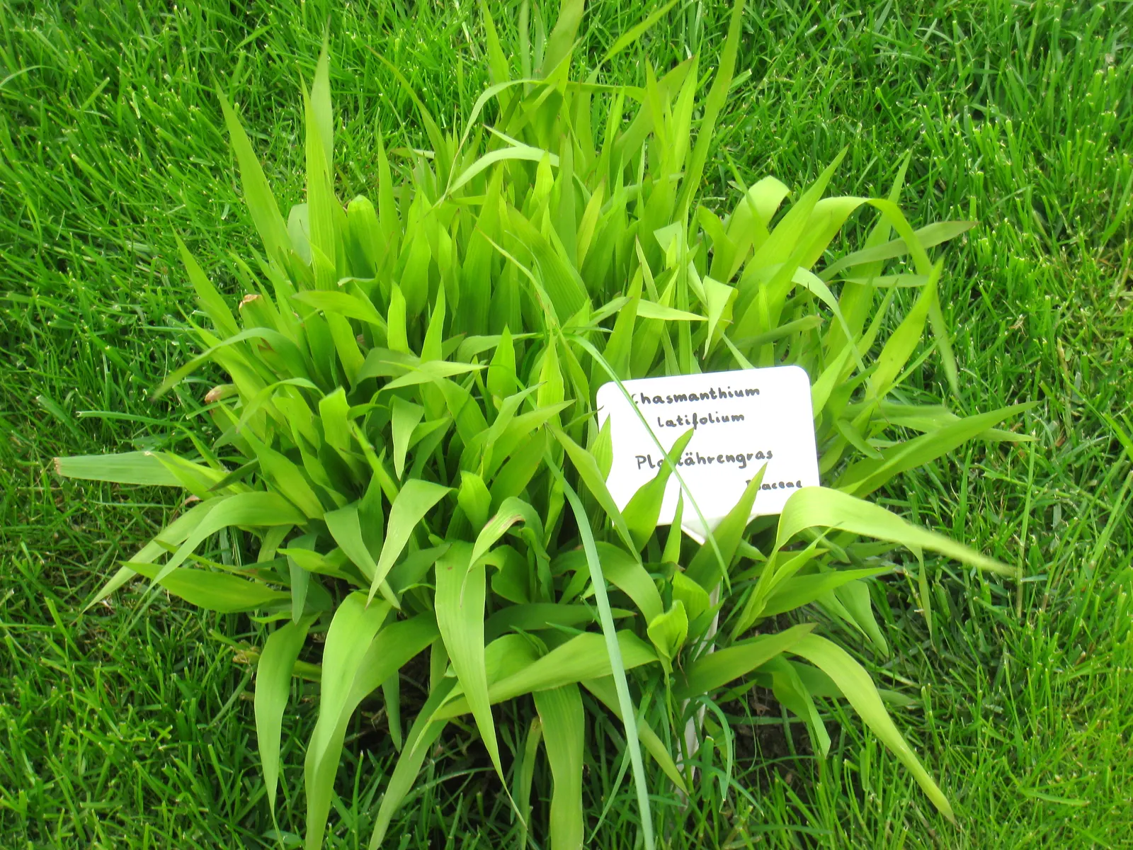 Northern Sea Oats (Chasmanthium Latifolium) — Its green foliage turns a golden brown in fall, complementing most garden designs; northern Sea Oats
