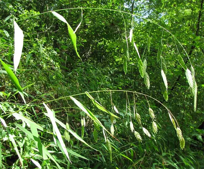 Northern Sea Oats (Chasmanthium Latifolium) — The plant matures to a height of 2 to 4 feet and spreads approximately 18 to 24 inches