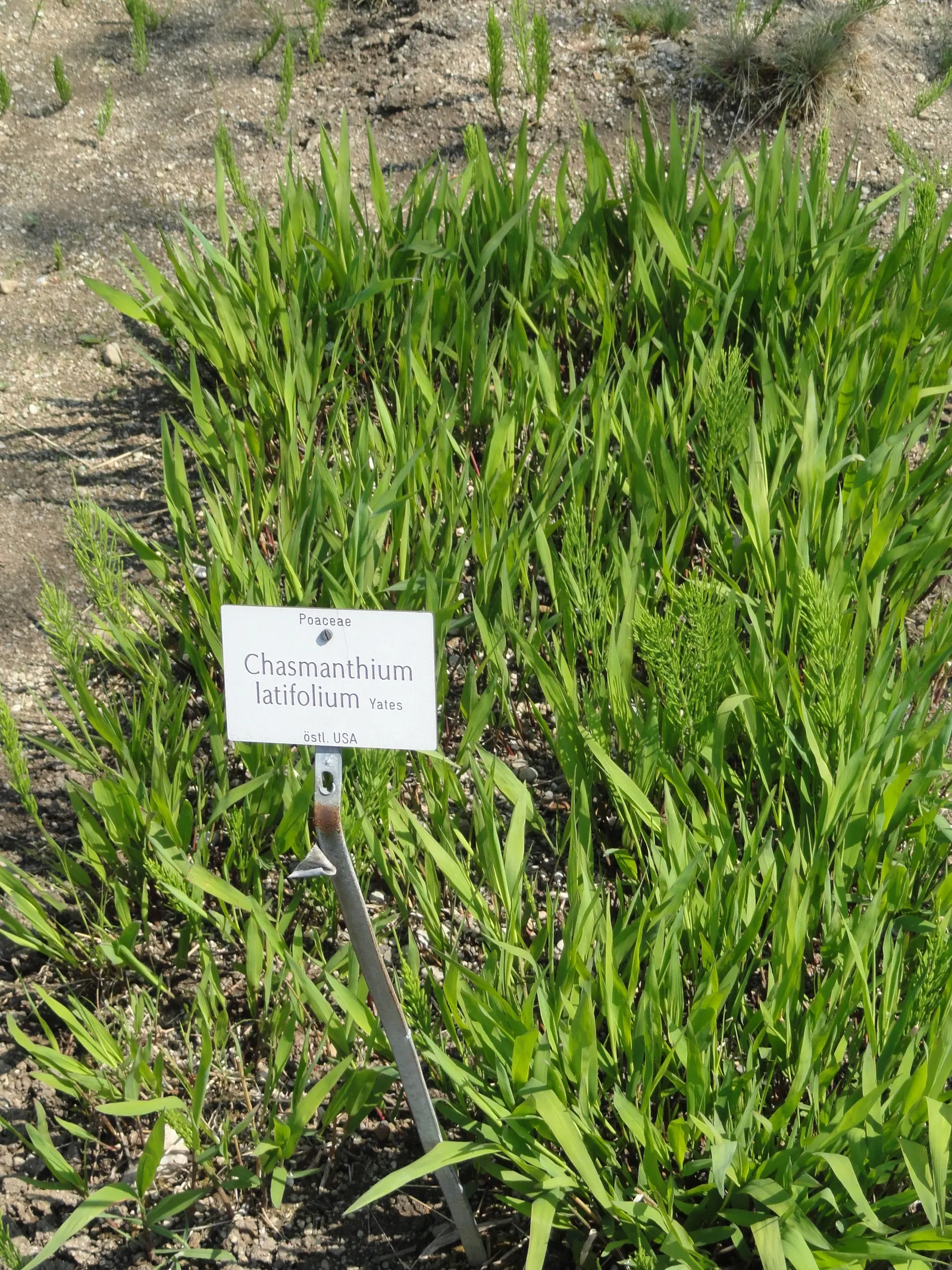Northern Sea Oats (Chasmanthium Latifolium) — grass / perennial for half