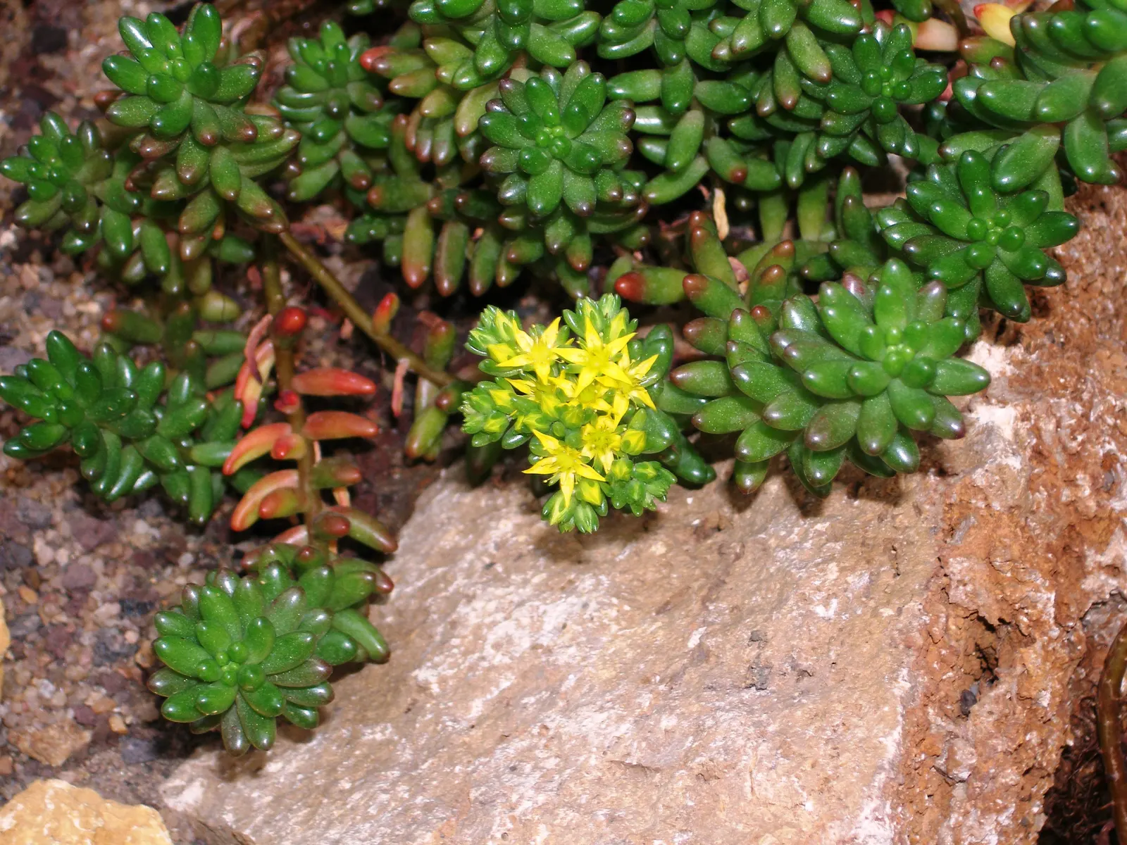 Pork And Beans (Sedum X Rubrotinctum) — is an attractive succulent that adds vibrant texture and color to any landscape; this hardy perennial thrives in full