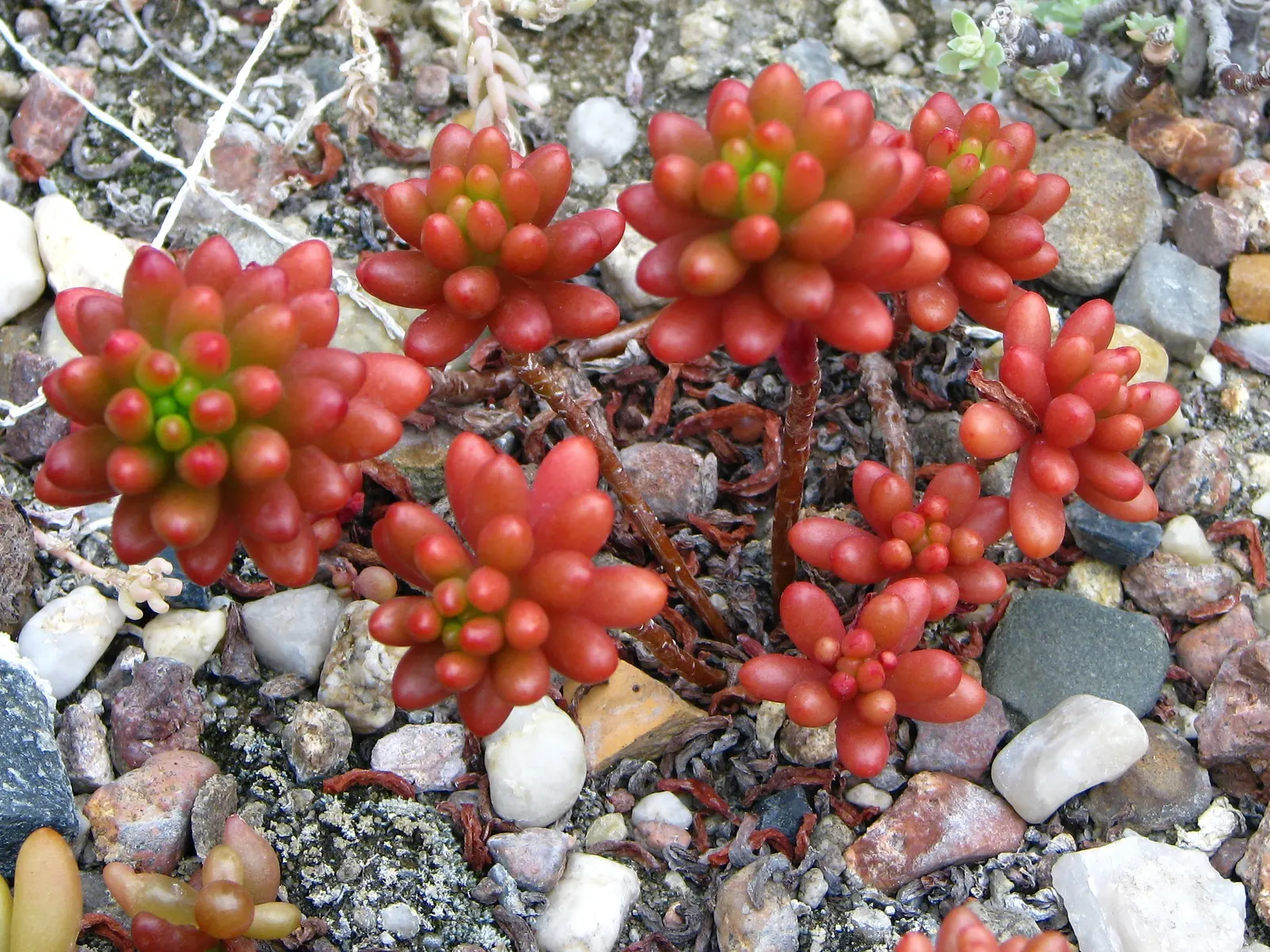 Pork And Beans (Sedum X Rubrotinctum) — ground cover / succulent for full or half