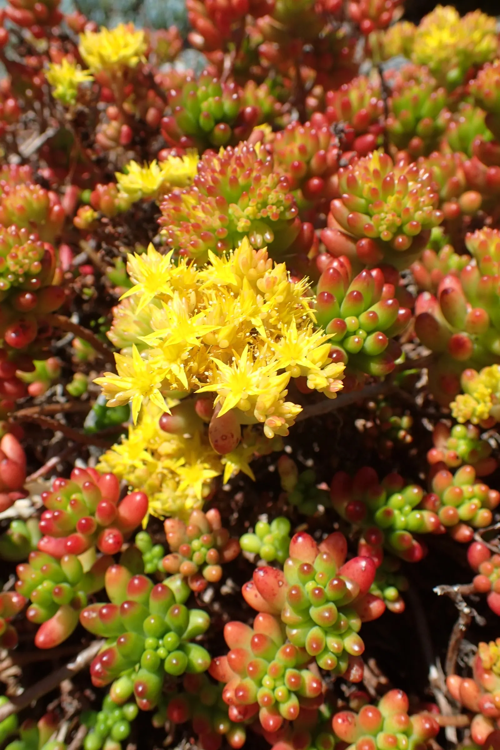 Pork And Beans (Sedum X Rubrotinctum) — When integrating this succulent into a garden design