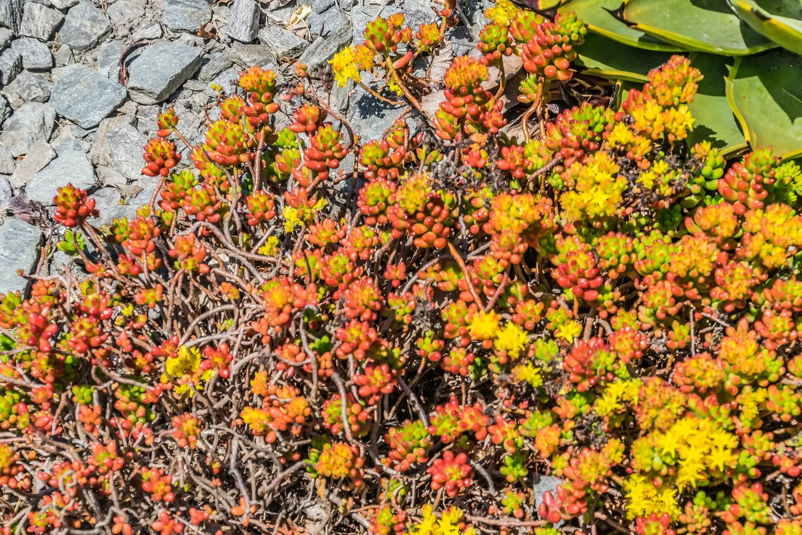 Pork And Beans (Sedum X Rubrotinctum) — Flowers bloom in spring, attracting pollinators with yellow, star-shaped blossoms; making it an ideal selection for
