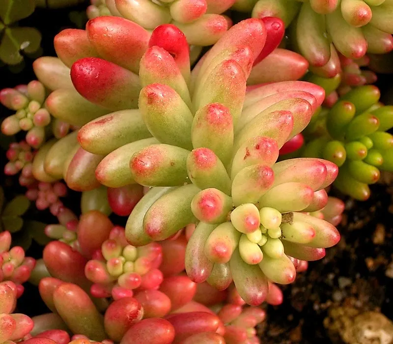Pork And Beans (Sedum X Rubrotinctum) — This low-maintenance perennial is a hybrid from the Crassulaceae family