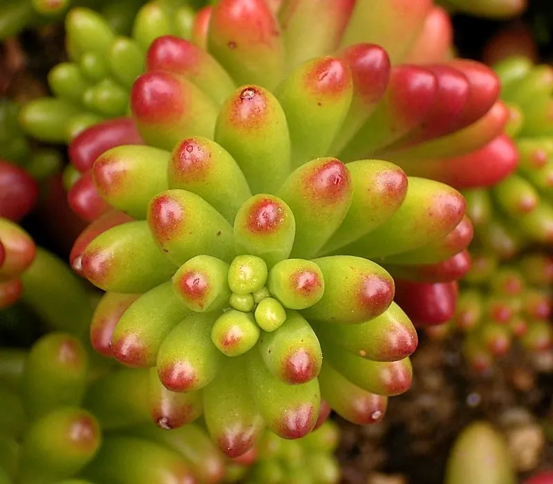 Pork And Beans (Sedum X Rubrotinctum) — Offering low-water use and easy care, it's ideal for drought-resistant landscapes