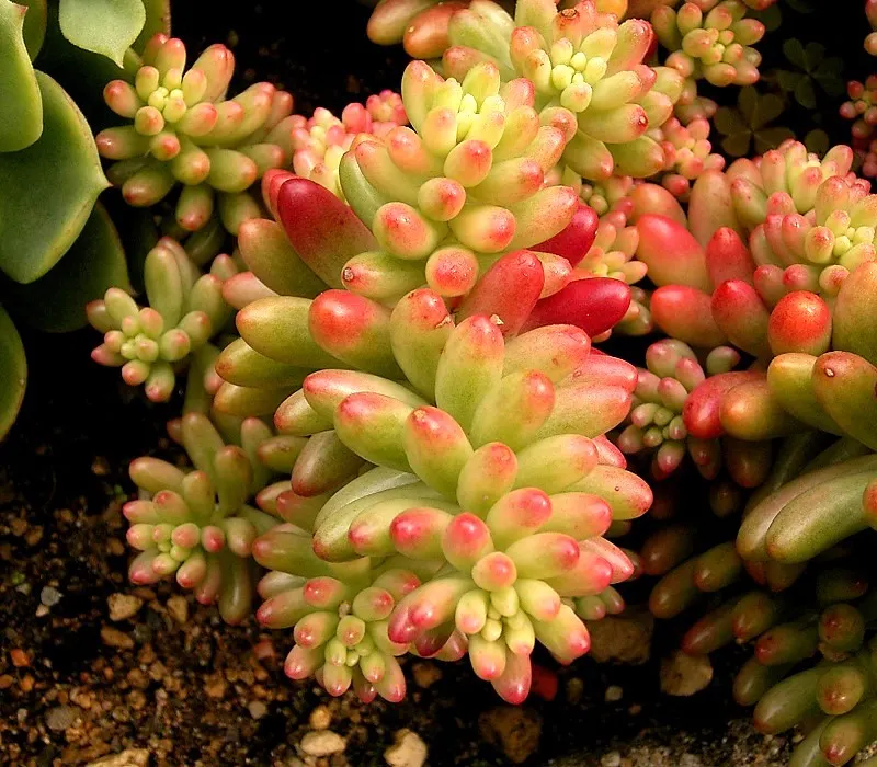 Pork And Beans (Sedum X Rubrotinctum) — Offering low-water use and easy care, it's ideal for drought-resistant landscapes; commonly referred to as Pork and