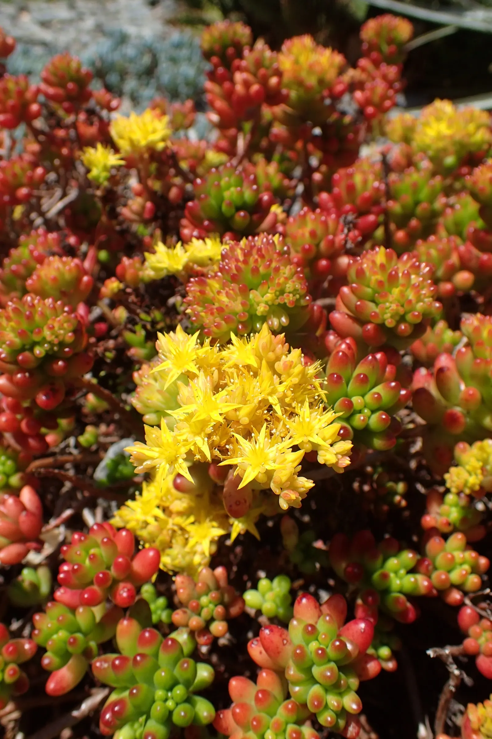 Pork And Beans (Sedum X Rubrotinctum) — ensure it is placed in an area that receives full sun to partial shade