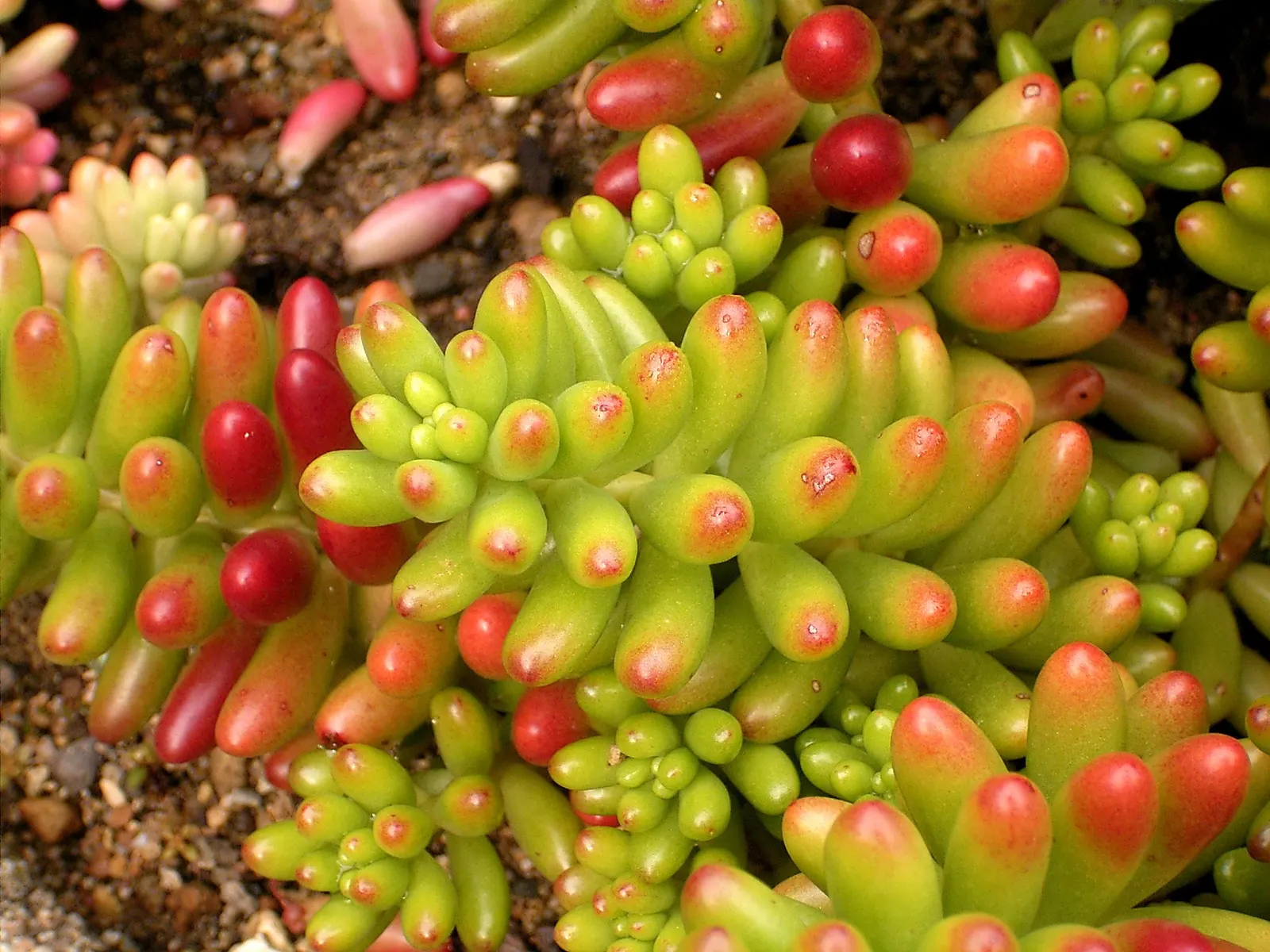 Pork And Beans (Sedum X Rubrotinctum) — This hardy perennial thrives in full to partial sun and requires well-draining soil; follow the "soak and dry" method