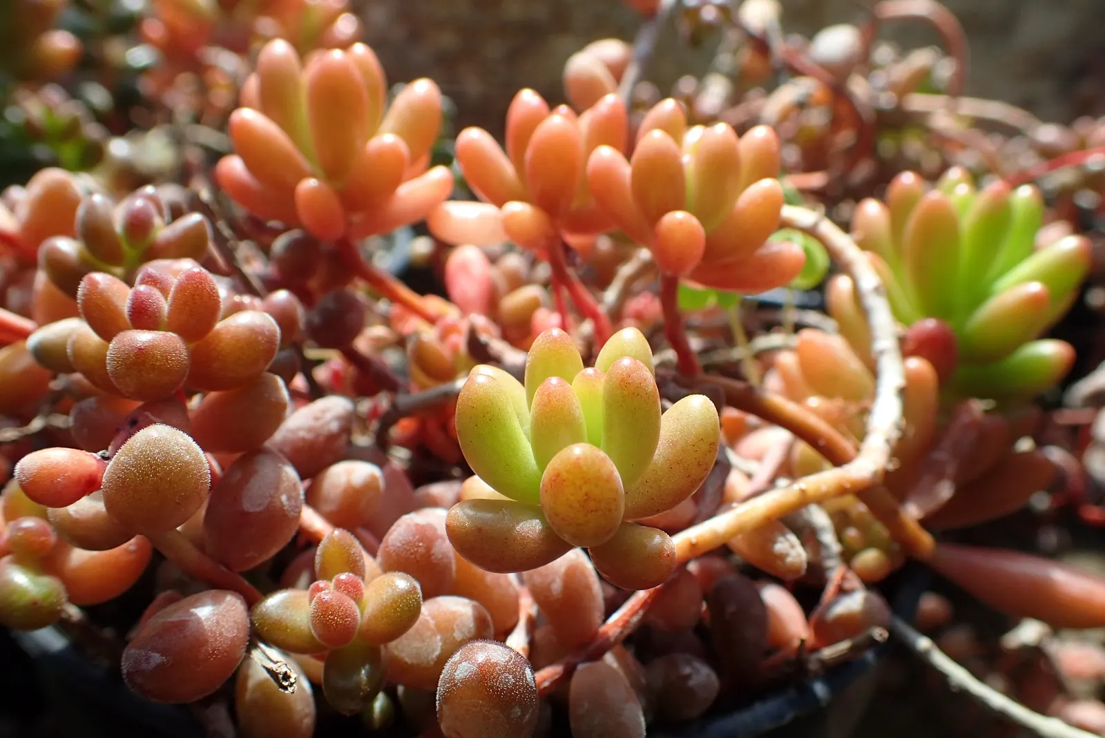 Pork And Beans (Sedum X Rubrotinctum) — commonly referred to as Pork and Beans or Jelly Bean Plant
