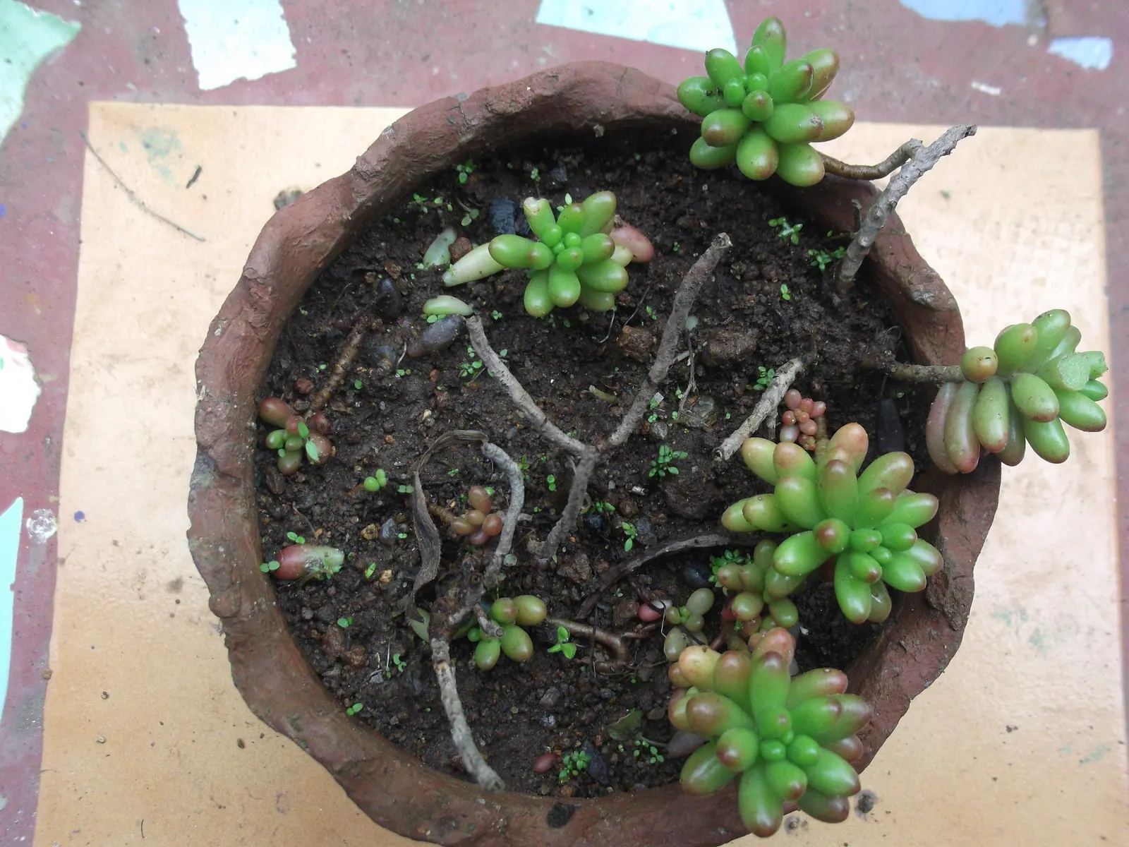 Pork And Beans (Sedum X Rubrotinctum) — the Pork and Beans plant offers year-round interest with minimal care requirements
