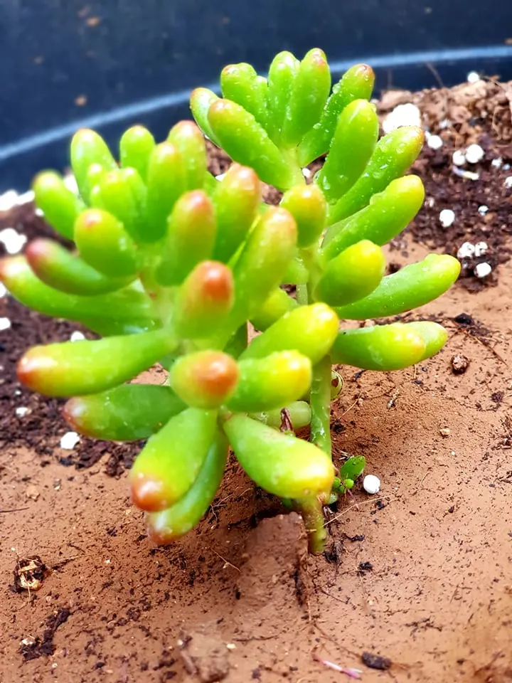 Pork And Beans (Sedum X Rubrotinctum) — commonly referred to as Pork and Beans or Jelly Bean Plant; the Pork and Beans plant offers year-round interest with