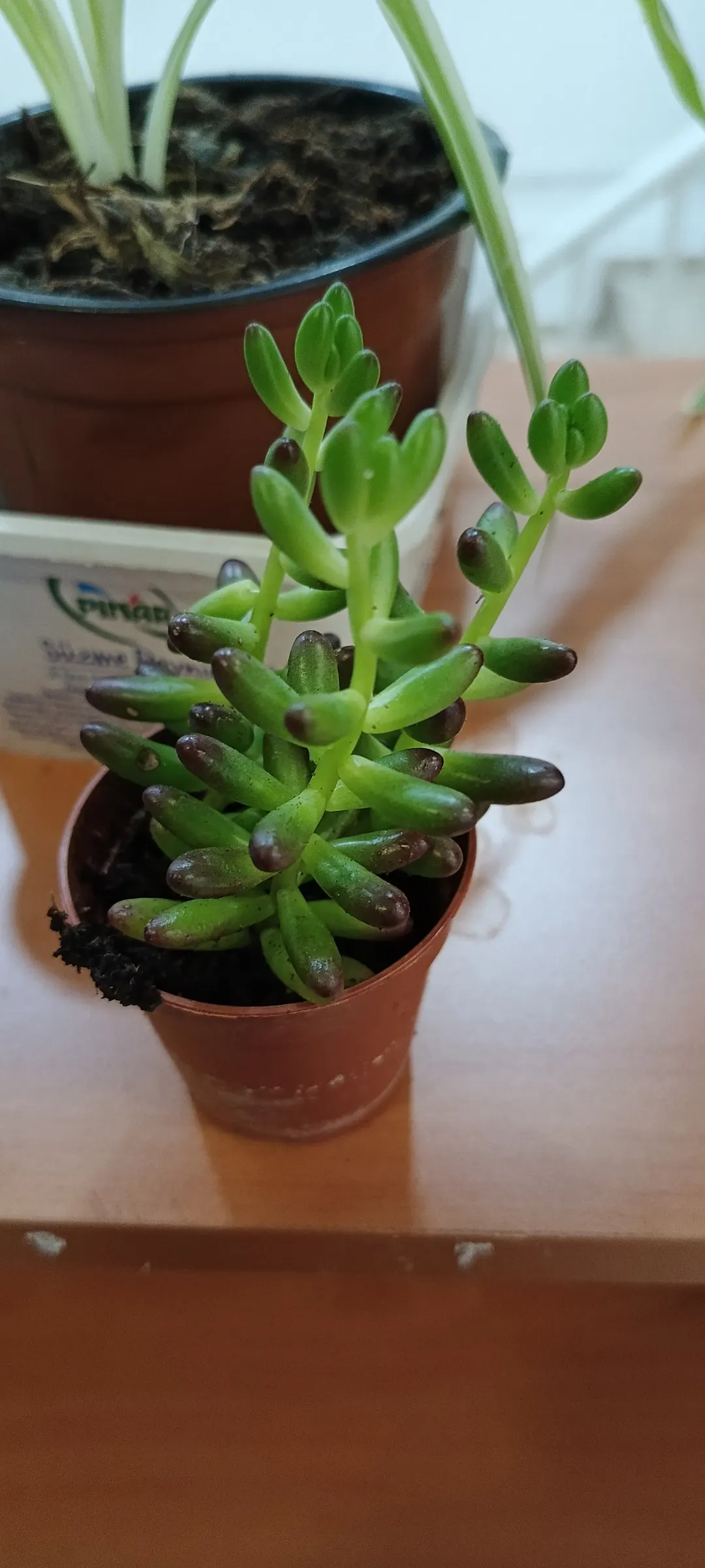 Pork And Beans (Sedum X Rubrotinctum) — jelly bean-shaped leaves which transition from a glossy green to a reddish-brown hue in full sunlight; it produces