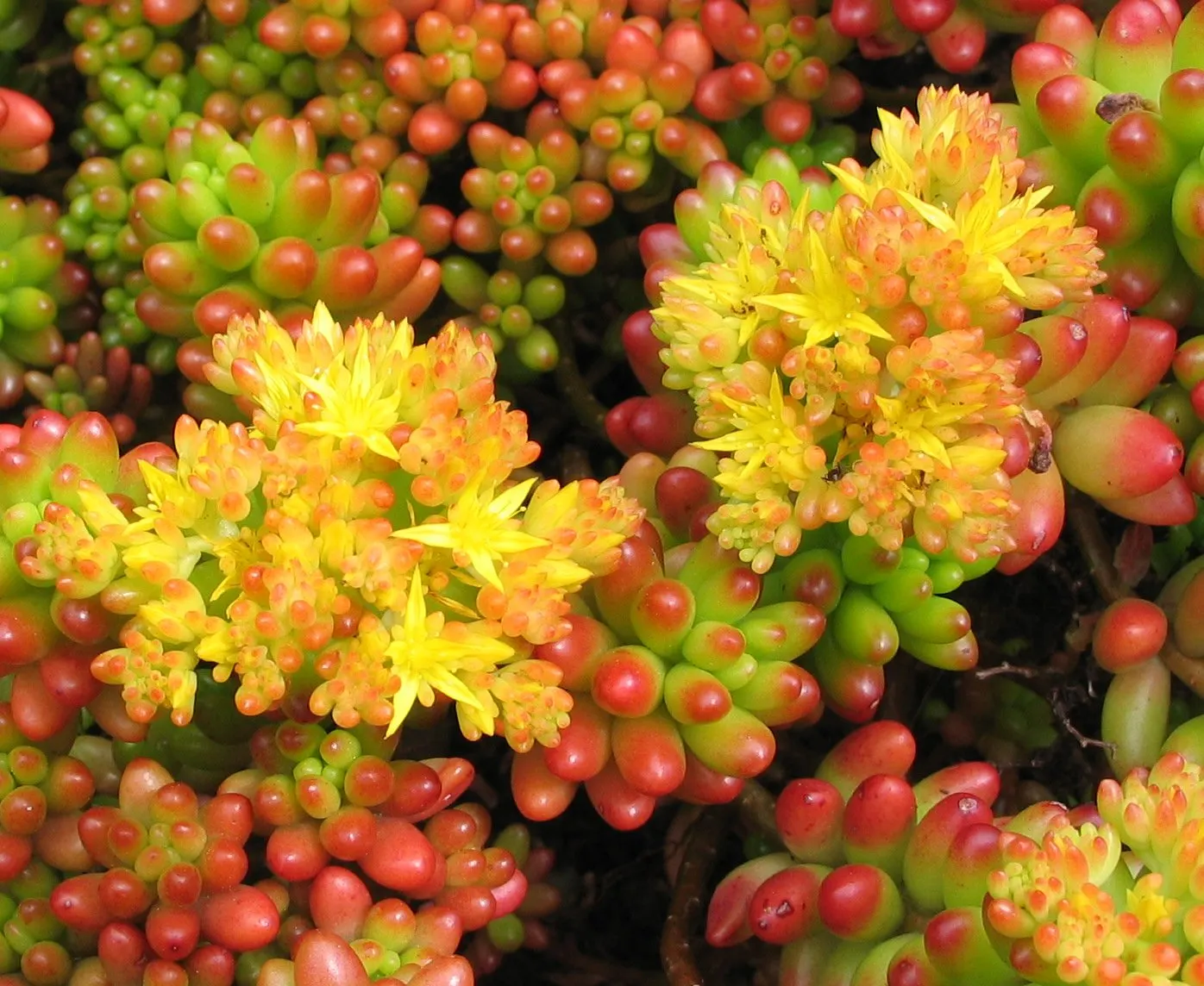 Pork And Beans (Sedum X Rubrotinctum) — It requires well-drained soil with a pH that is neutral to slightly acidic