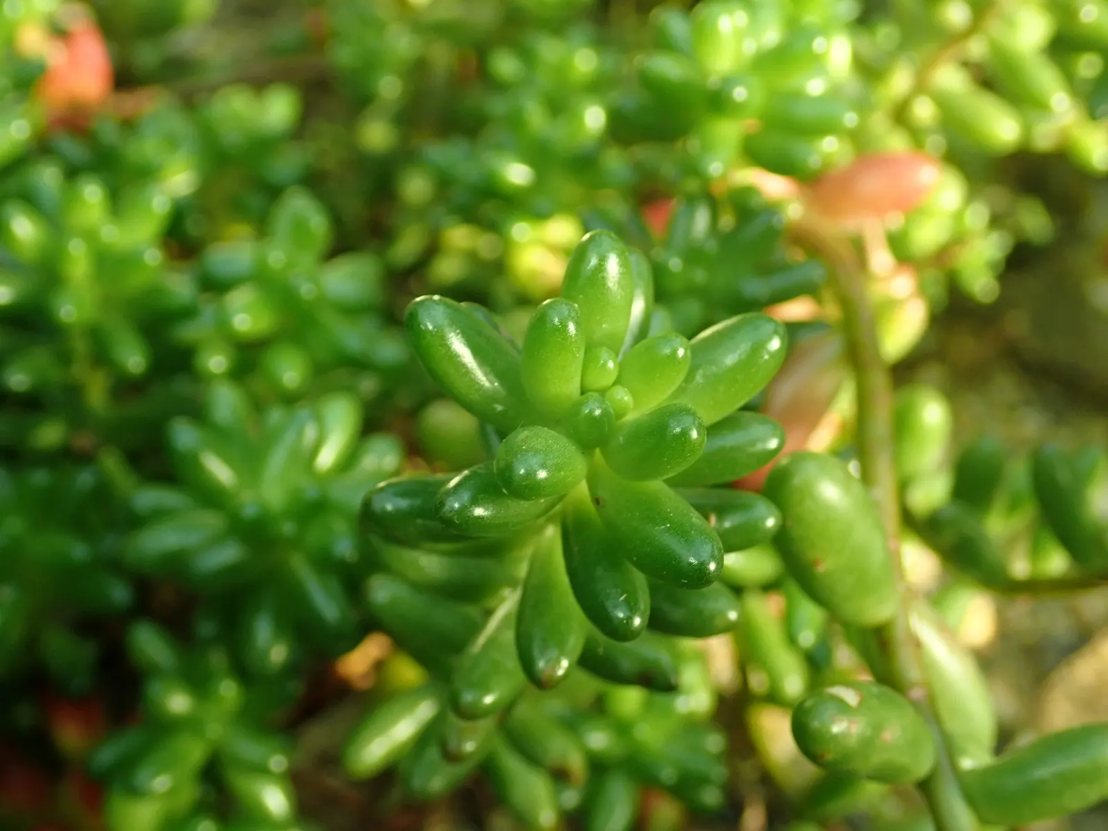 Pork And Beans (Sedum X Rubrotinctum) — is an attractive succulent that adds vibrant texture and color to any landscape