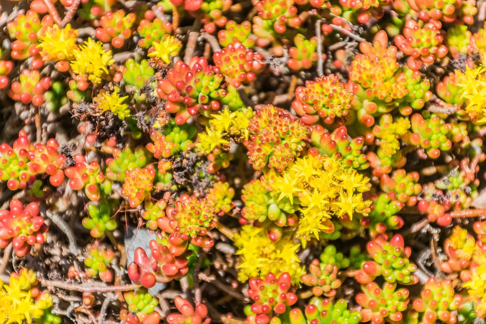 Pork And Beans (Sedum X Rubrotinctum) — it produces dainty yellow flowers which attract pollinators.<br><br>When watering the Pork and Beans plant