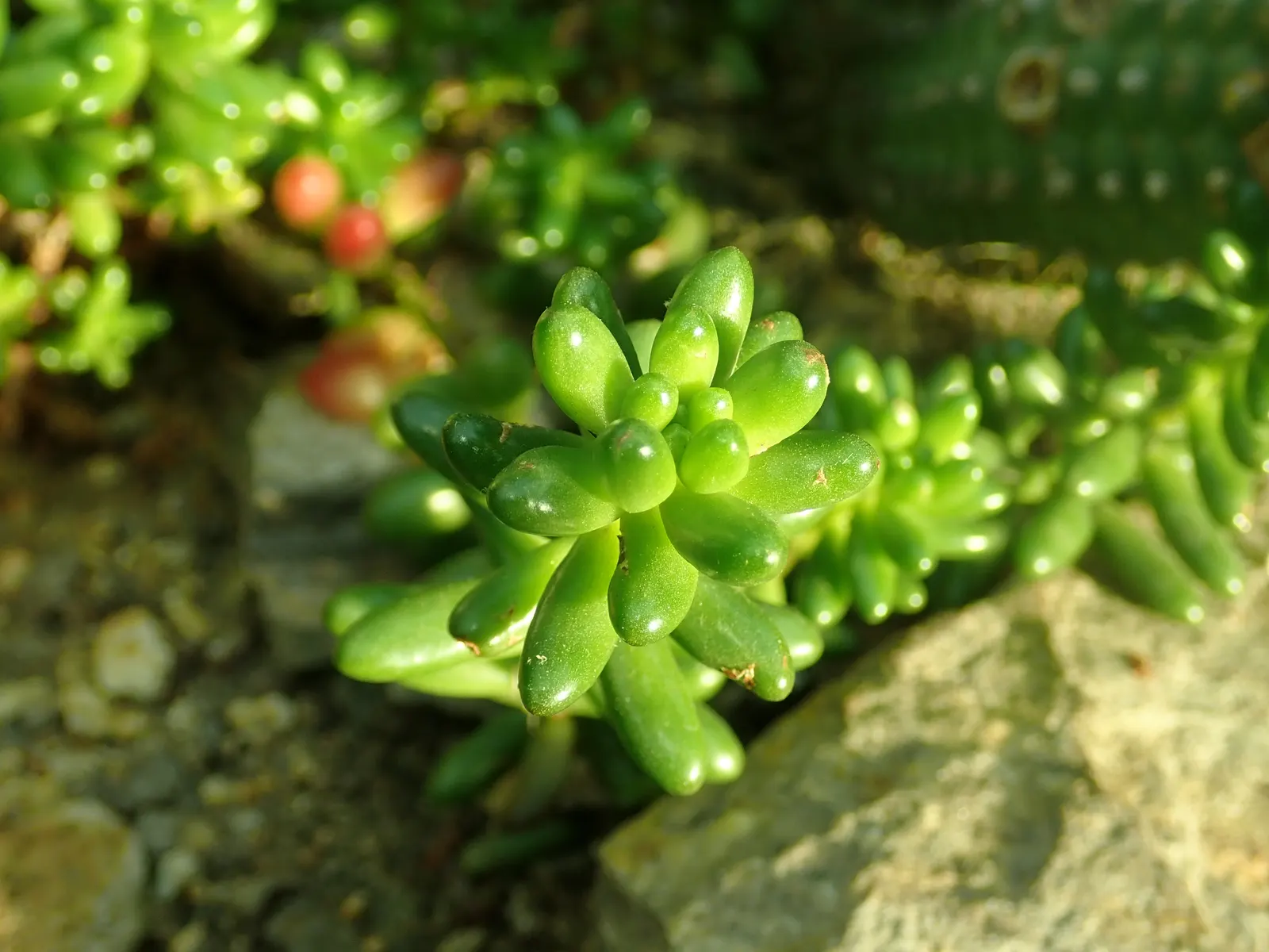 Pork And Beans (Sedum X Rubrotinctum) — which can lead to root rot.<br><br>For the client looking to add unique character to their landscape