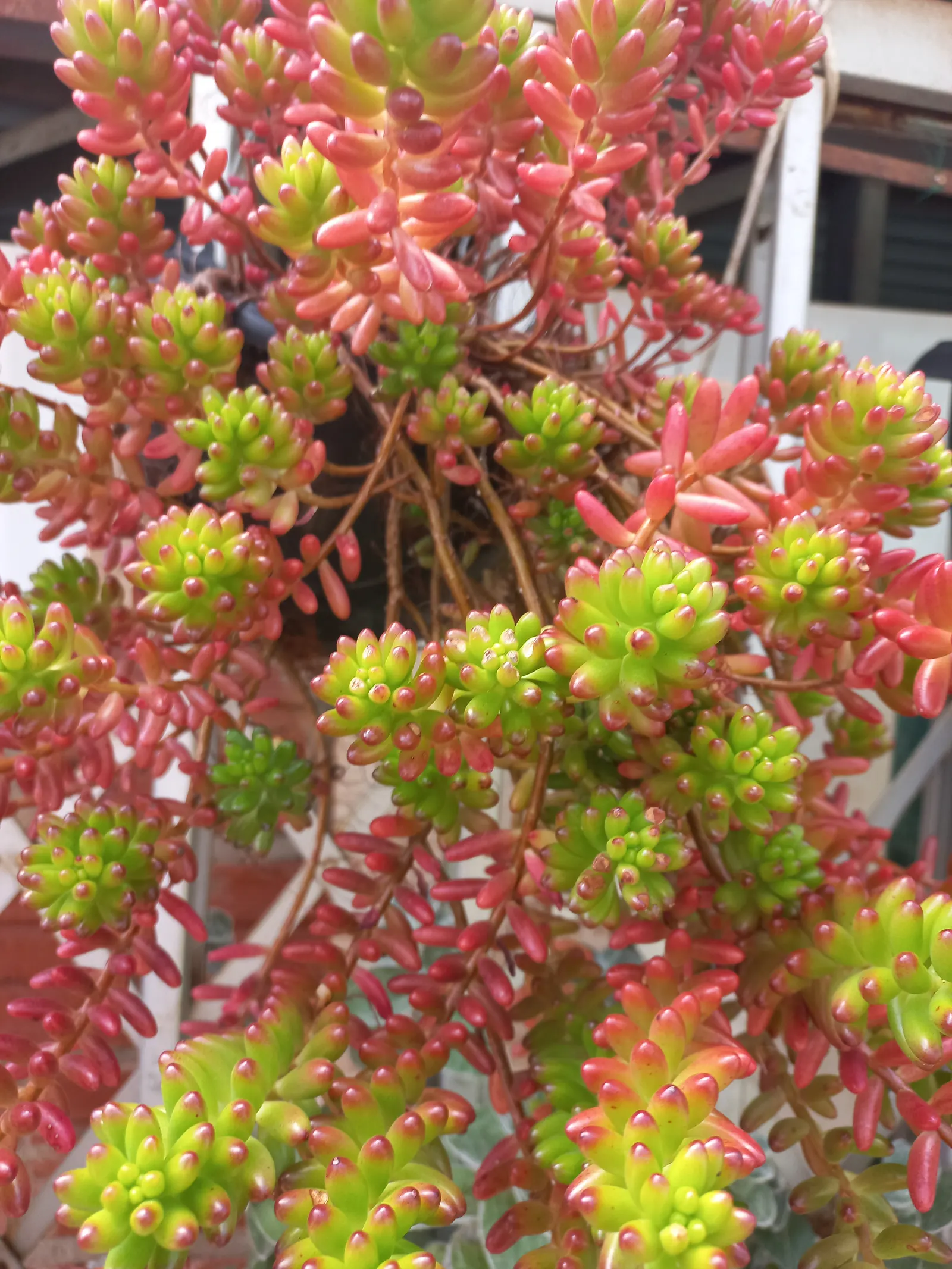 Pork And Beans (Sedum X Rubrotinctum) — yellow flowers in the garden