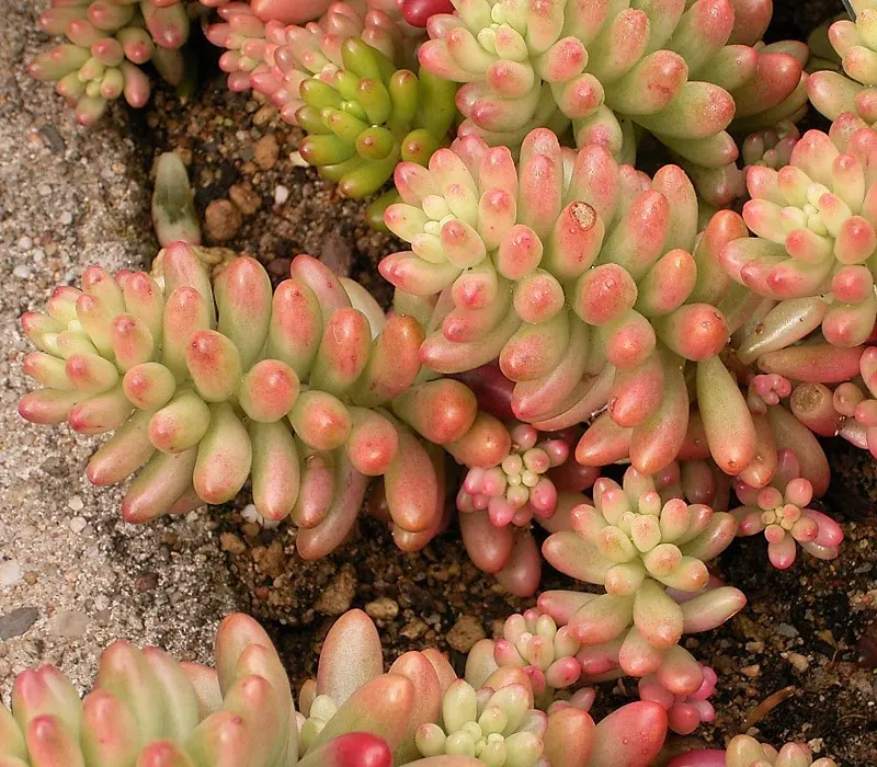 Pork And Beans (Sedum X Rubrotinctum) — is a succulent plant desired for its jelly bean-shaped leaves with reddish tips