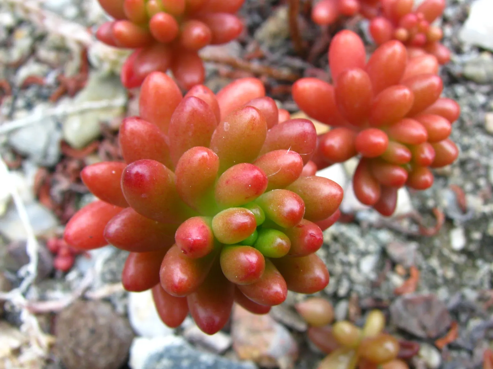 Pork And Beans (Sedum X Rubrotinctum) — commonly known as Pork And Beans; it reaches up to 8 inches in height and spreads around 12 inches