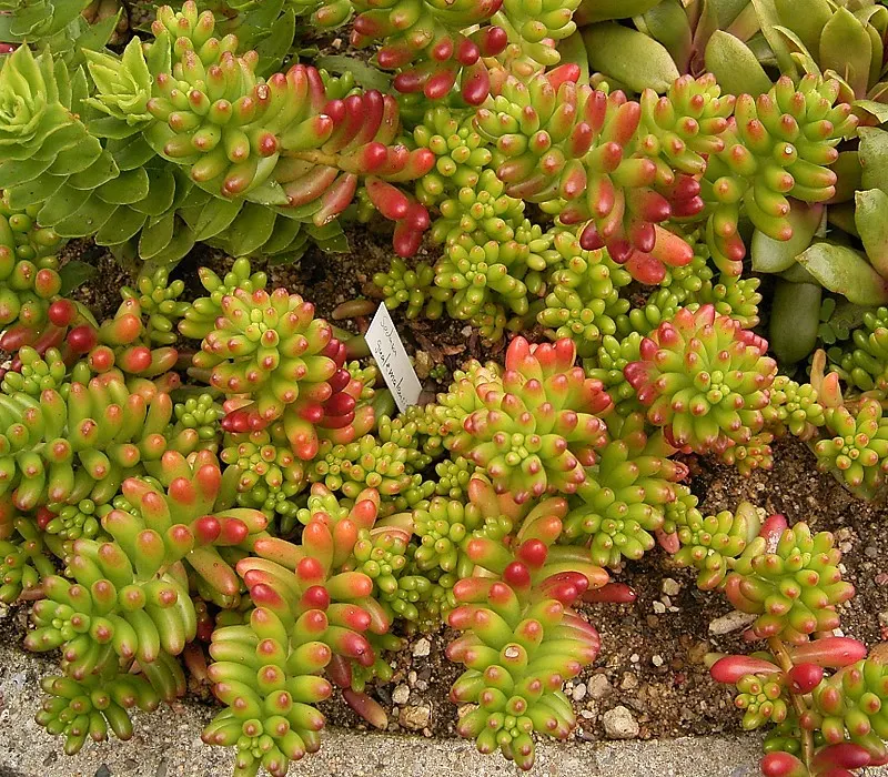 Pork And Beans (Sedum X Rubrotinctum) — Care should be taken to avoid overwatering