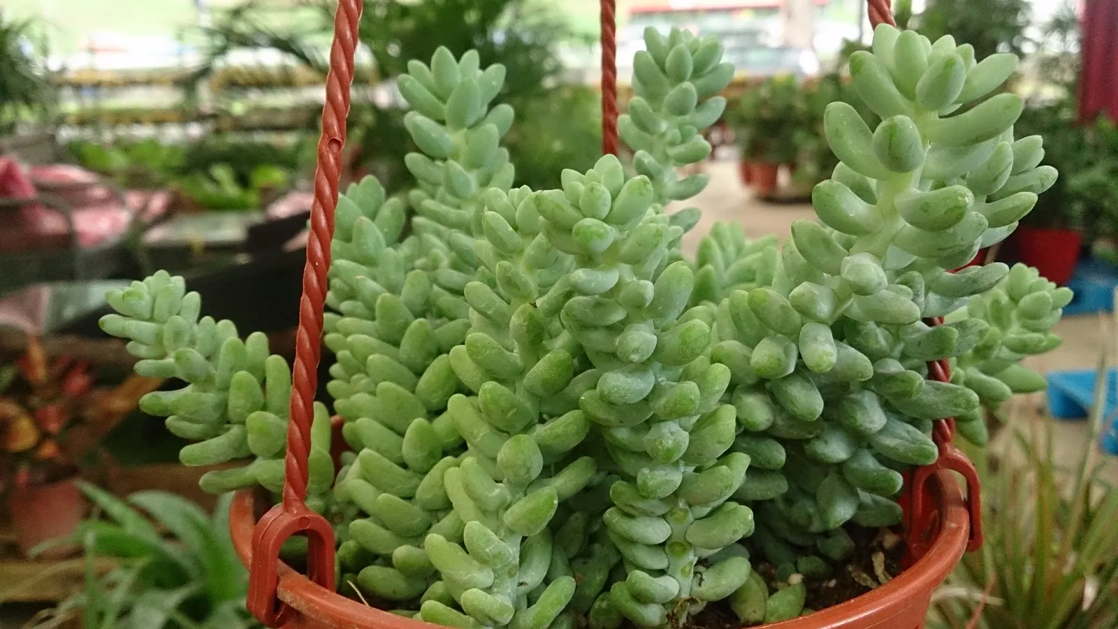 Pork And Beans (Sedum X Rubrotinctum) — It reaches up to 8 inches in height and spreads around 12 inches