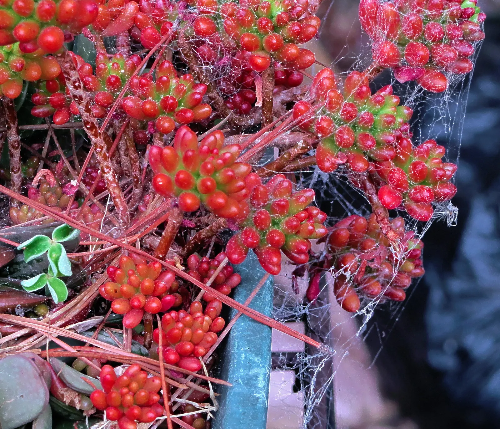 Pork And Beans (Sedum X Rubrotinctum) — making it an ideal selection for ground cover