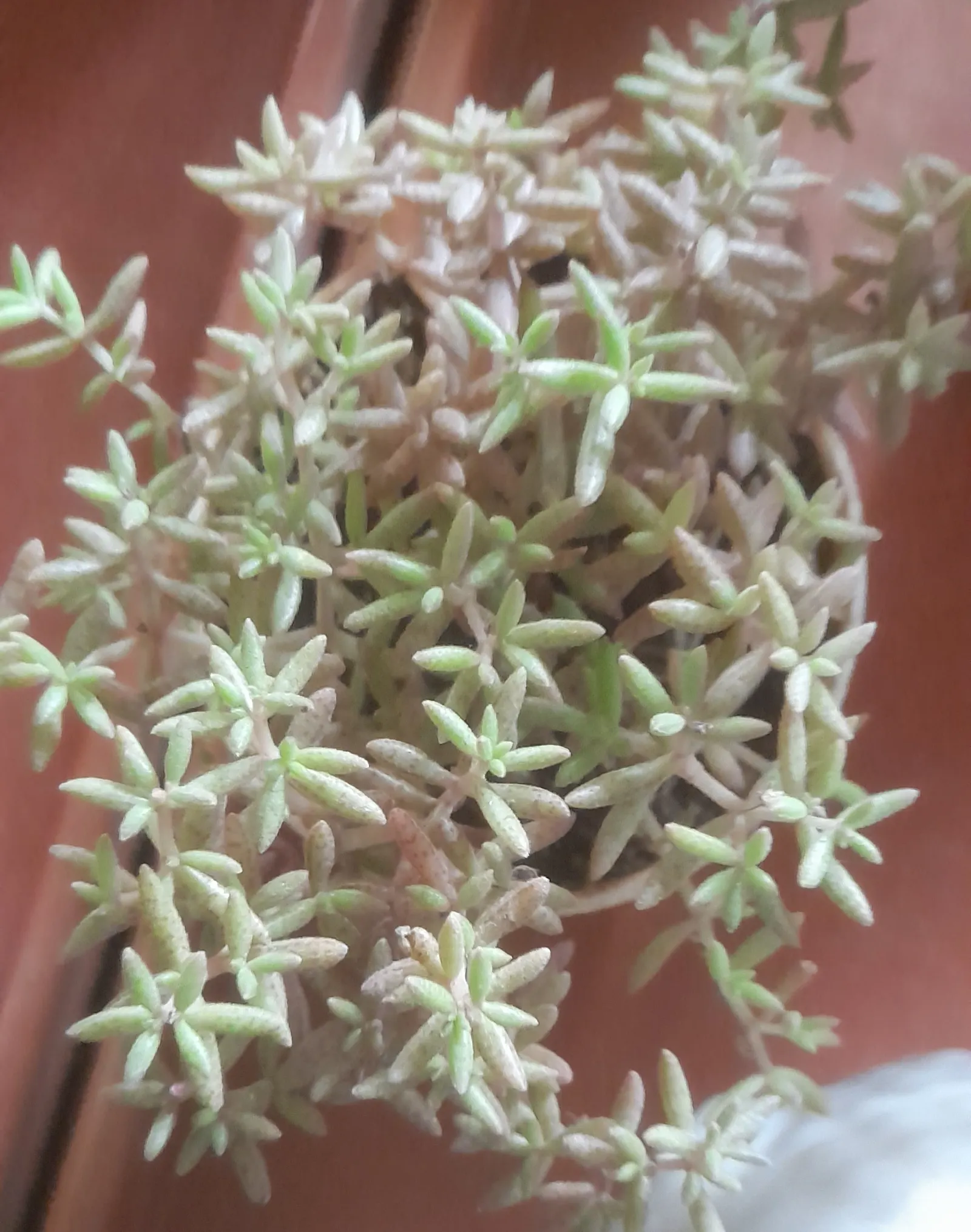 Pork And Beans (Sedum X Rubrotinctum) — This low-maintenance perennial is a hybrid from the Crassulaceae family; jelly bean-shaped leaves which transition from