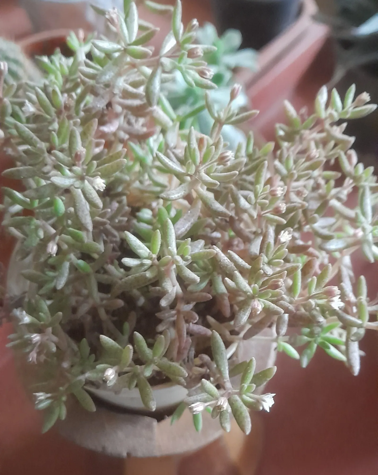 Pork And Beans (Sedum X Rubrotinctum) — During spring and early summer