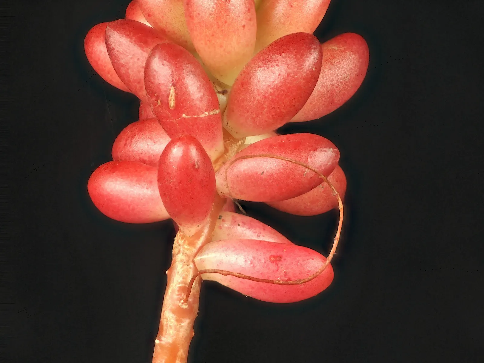 Pork And Beans (Sedum X Rubrotinctum) — or as edging along pathways