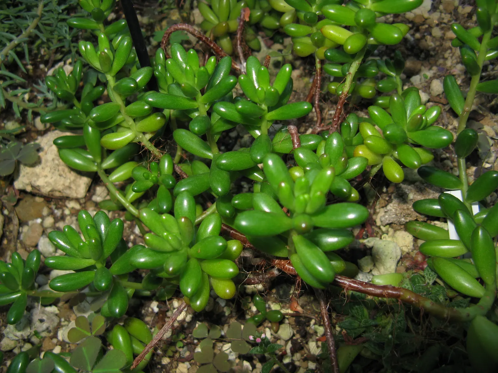 Pork And Beans (Sedum X Rubrotinctum) — It reaches up to 8 inches in height and spreads around 12 inches; ground cover / succulent for full or half