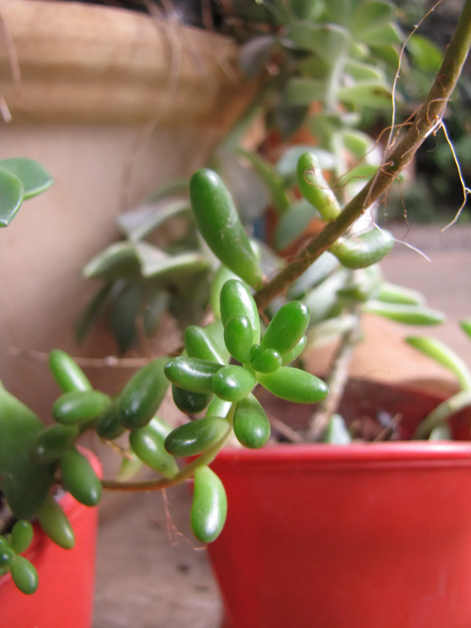 Pork And Beans (Sedum X Rubrotinctum) — making it a prime choice for both seasoned gardeners and beginners alike