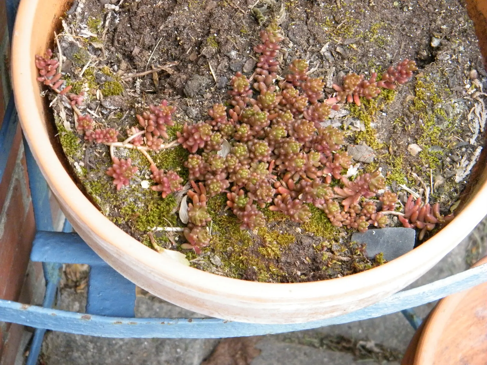 Pork And Beans (Sedum X Rubrotinctum) — is a succulent plant desired for its jelly bean-shaped leaves with reddish tips; it requires well-drained soil with a