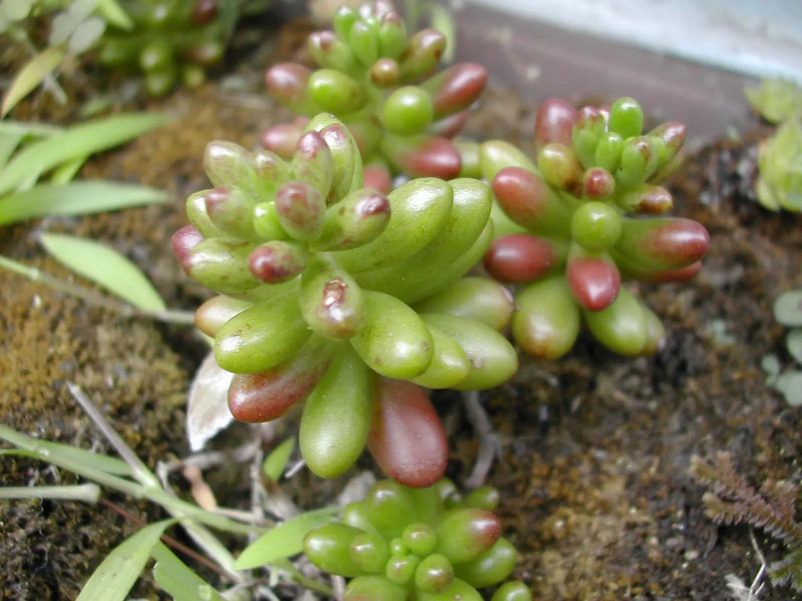 Pork And Beans (Sedum X Rubrotinctum) — jelly bean-shaped leaves which transition from a glossy green to a reddish-brown hue in full sunlight