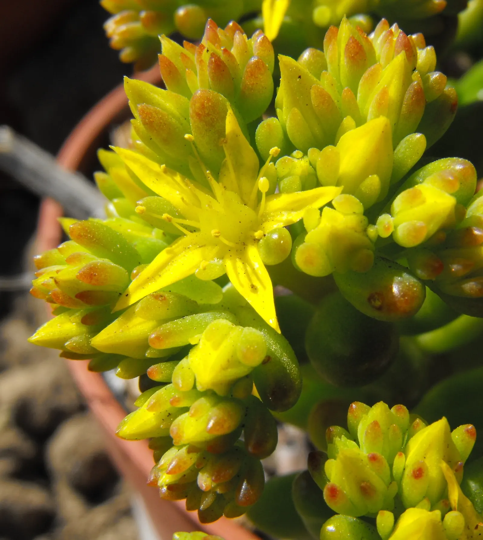 Pork And Beans (Sedum X Rubrotinctum) — This hardy perennial thrives in full to partial sun and requires well-draining soil