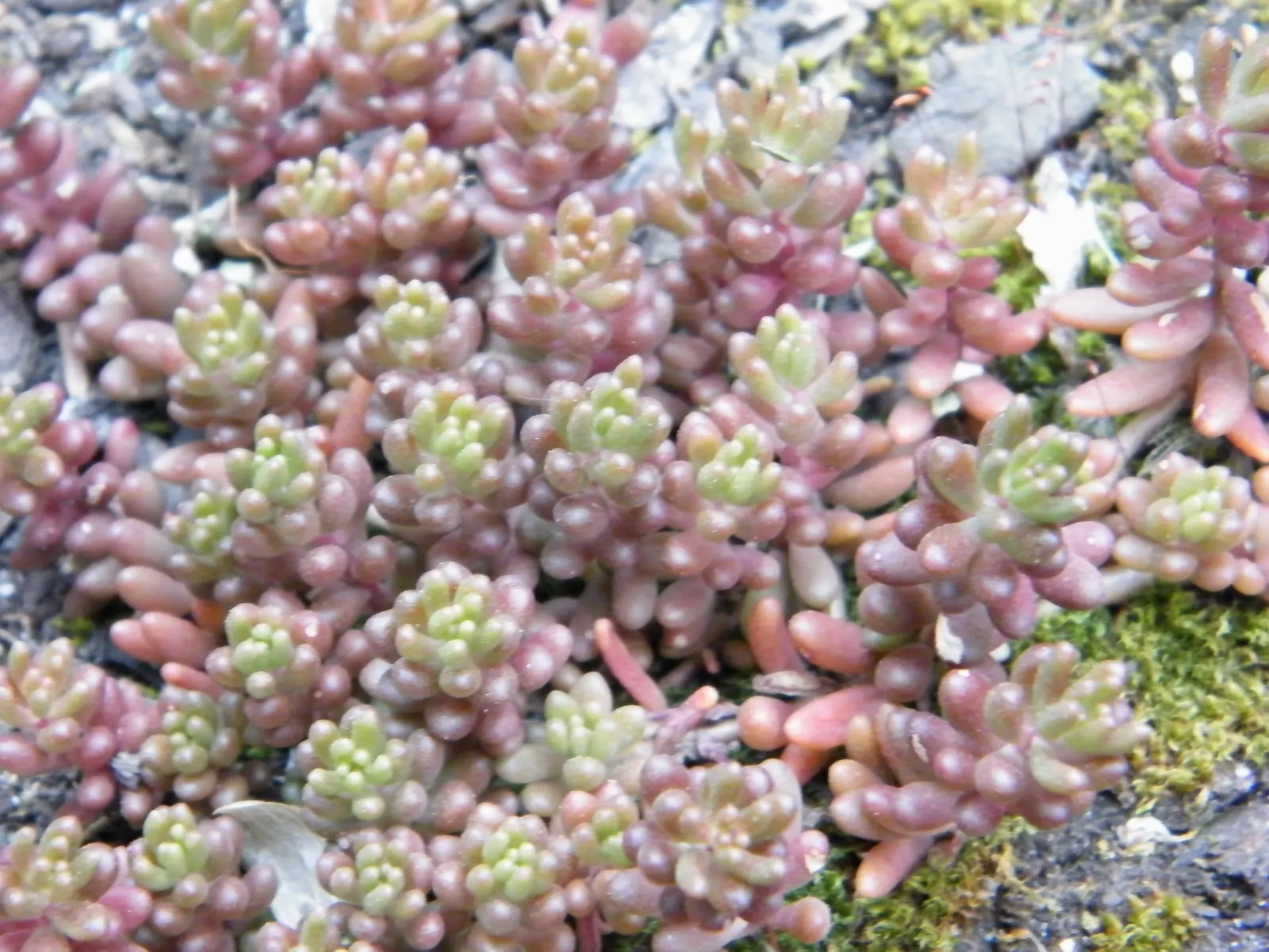 Pork And Beans (Sedum X Rubrotinctum) — follow the "soak and dry" method