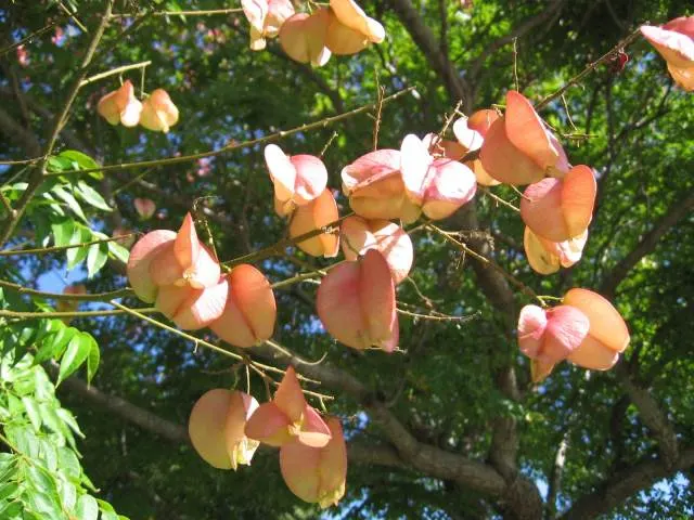 Flamegold (Koelreuteria Elegans) — with a spread of 30-35 ft; just before leaf drop.<br><br>Spring heralds the emergence of Flamegold's showy, image 52