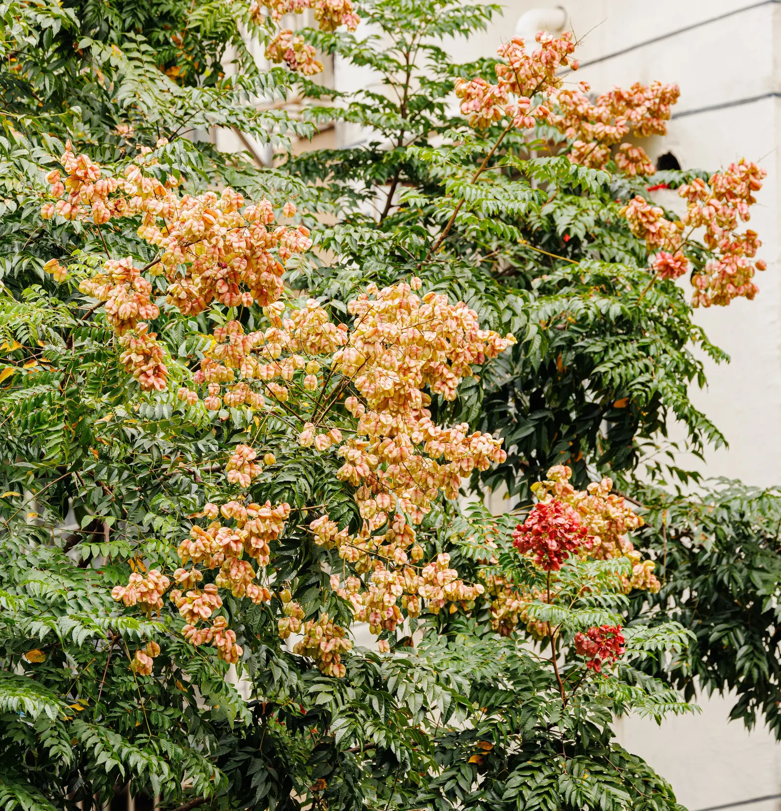 Flamegold (Koelreuteria Elegans) — the Flamegold is an excellent candidate; making it less suitable for very small yards or placement near pools