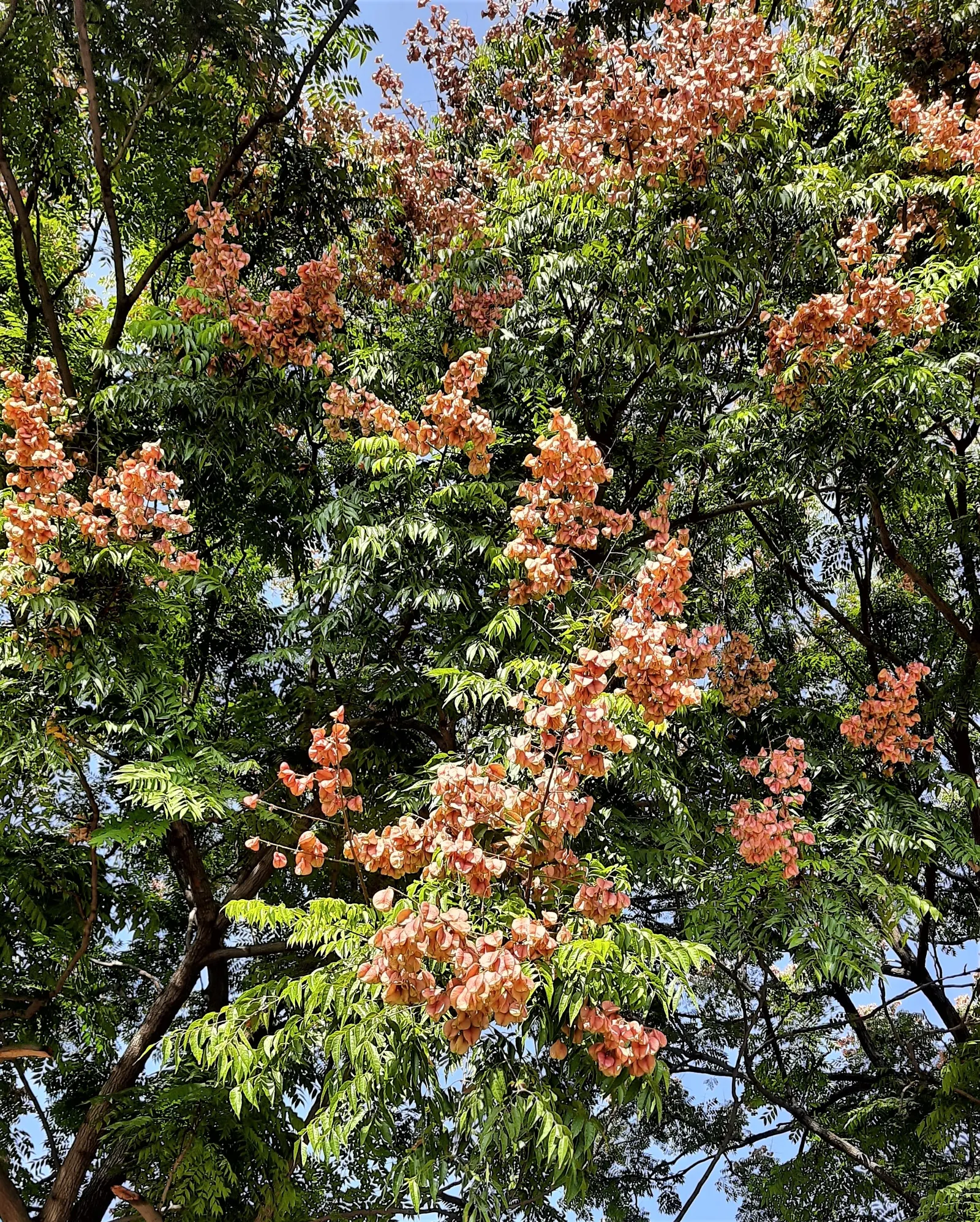 Flamegold (Koelreuteria Elegans) — making it less suitable for very small yards or placement near pools; it thrives in USDA zones 7-11, prefers full sun, and
