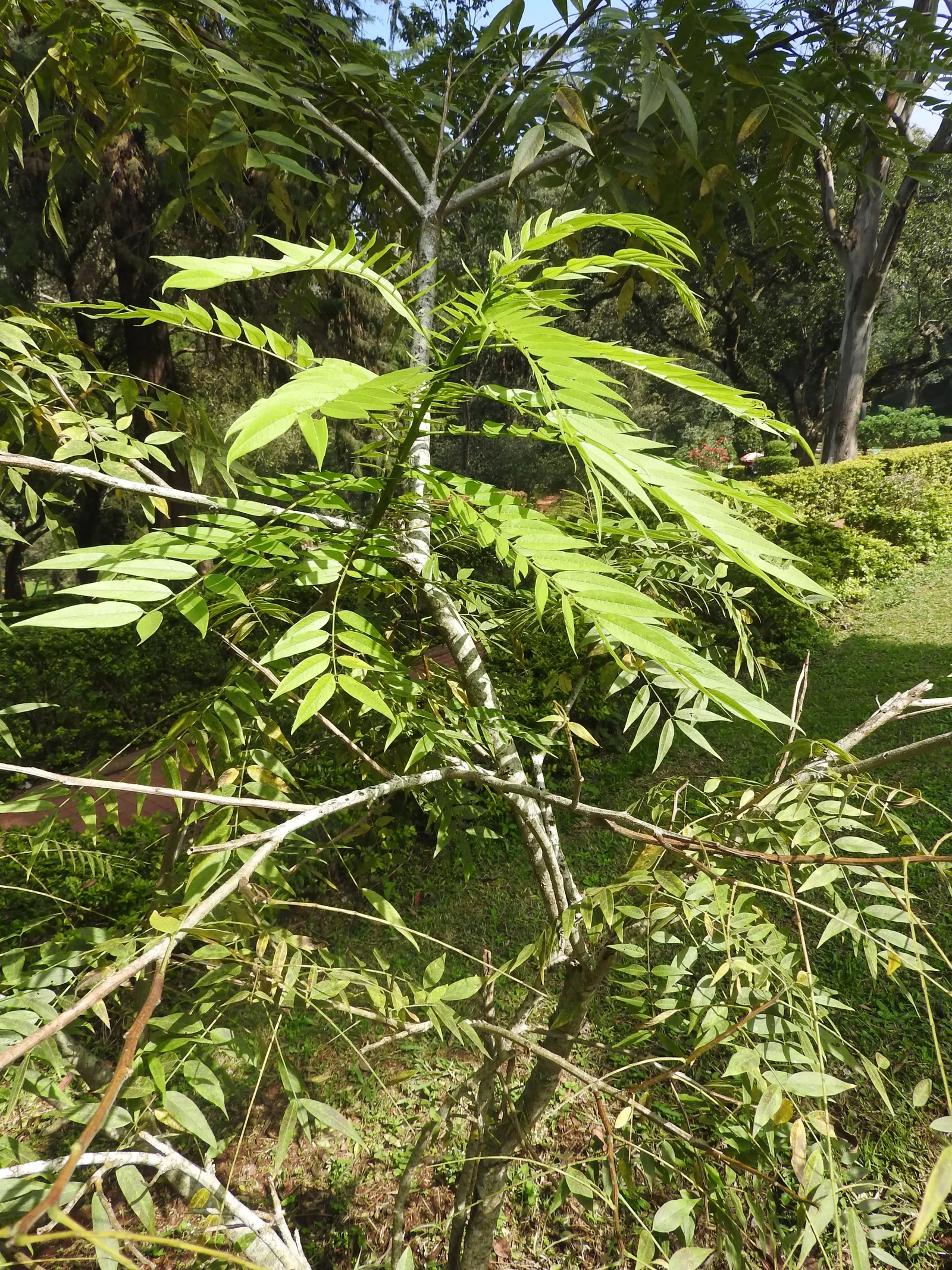 Flamegold (Koelreuteria Elegans) — for a client seeking a visually captivating and versatile tree; each up to 20 inches long
