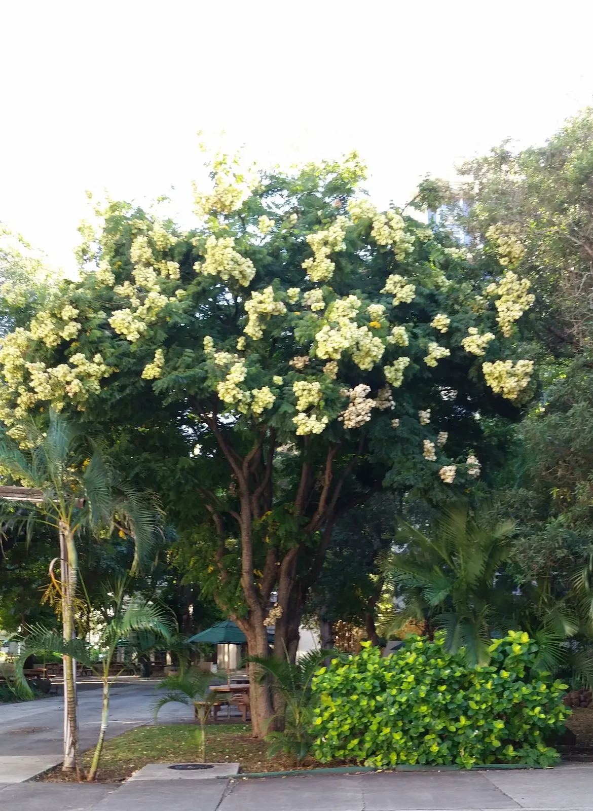 Flamegold (Koelreuteria Elegans) — red flowers in the garden; it typically reaches a mature height of 30 to 40 feet with a canopy spread of approximately 35 to