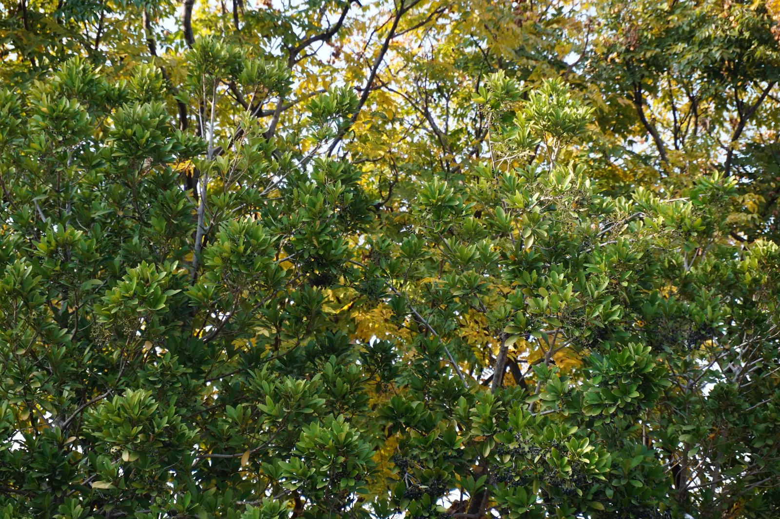 Flamegold (Koelreuteria Elegans) — tree for full or half; providing seasonal interest and robust performance