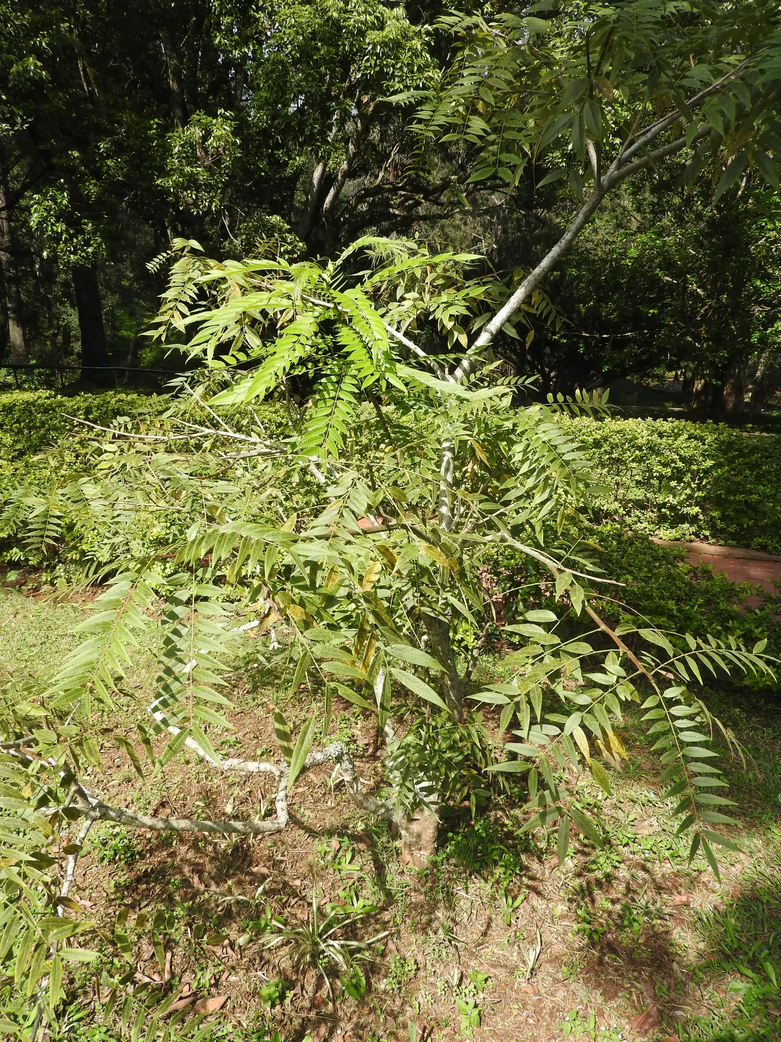 Flamegold (Koelreuteria Elegans) — tree with red blooms; casting a vibrant burst of color in the garden