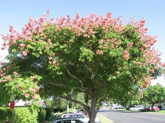 Flamegold (Koelreuteria Elegans) — often with a blush of orange; for a client seeking a visually captivating and versatile tree