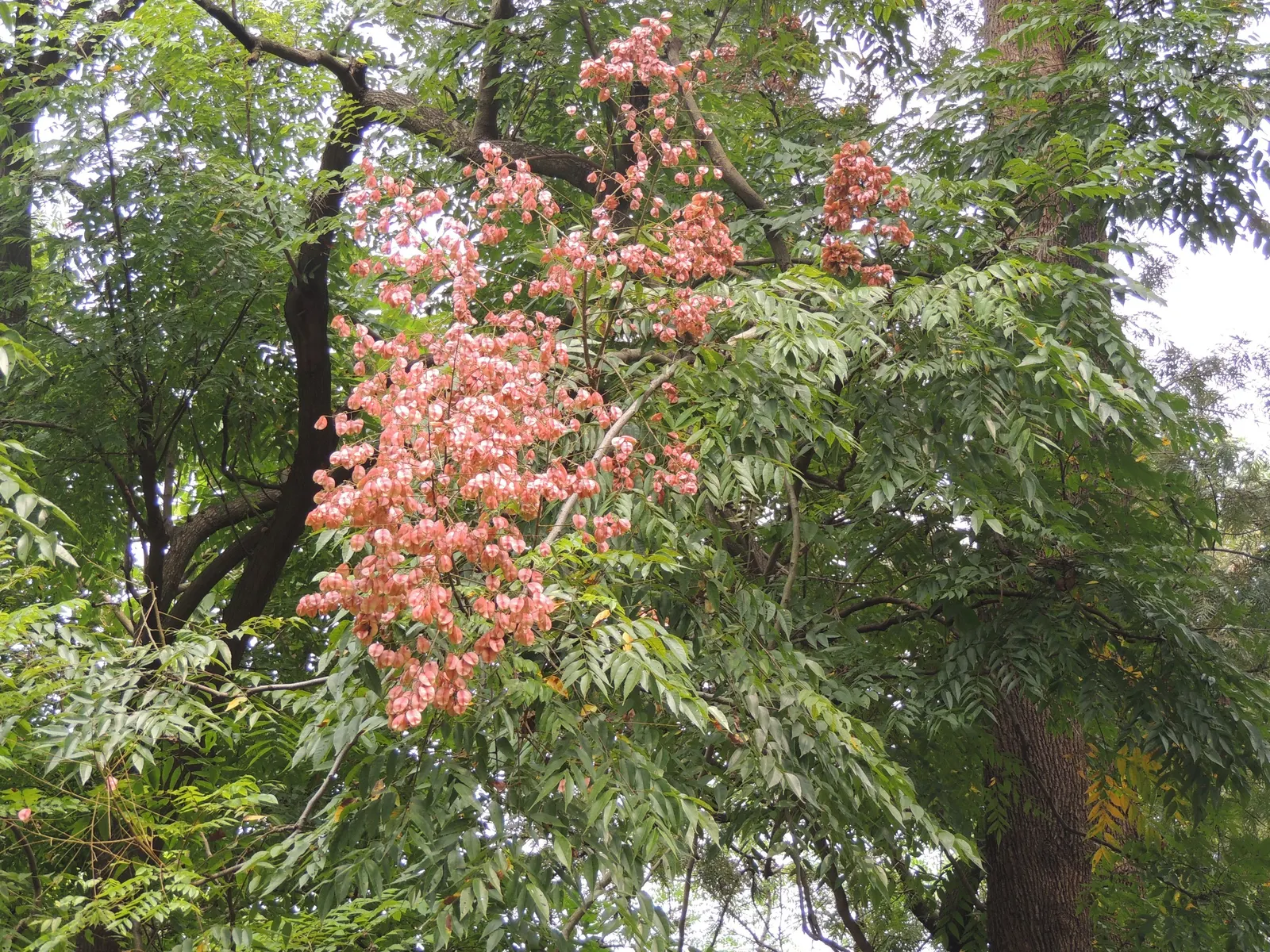 Flamegold (Koelreuteria Elegans) — the tree produces lantern-like seed capsules that add a unique; following the flowering phase