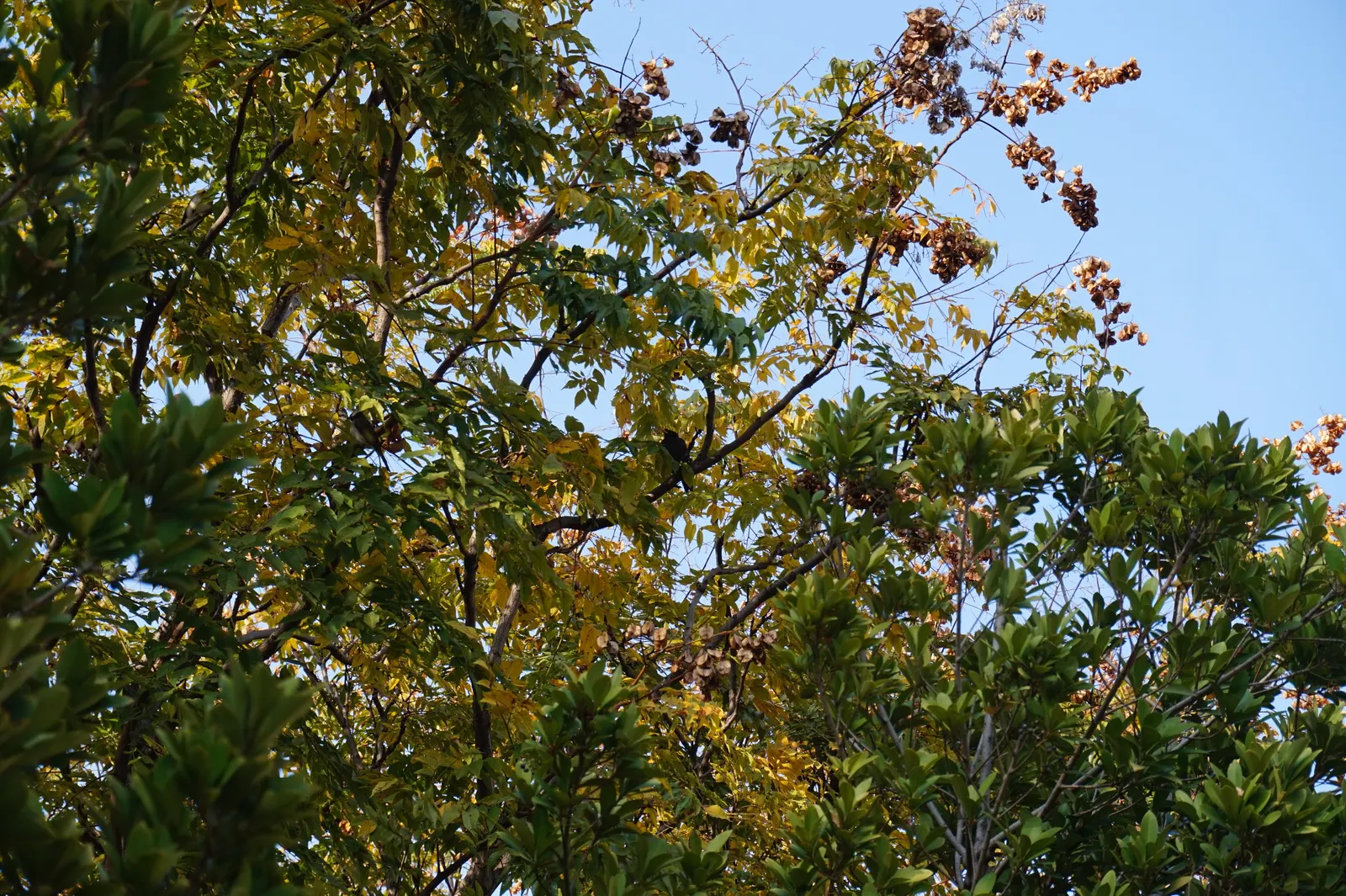 Flamegold (Koelreuteria Elegans) — Flamegold (Koelreuteria elegans) is an ornamental; following flowering, papery, lantern-like seed pods add appeal, image 51