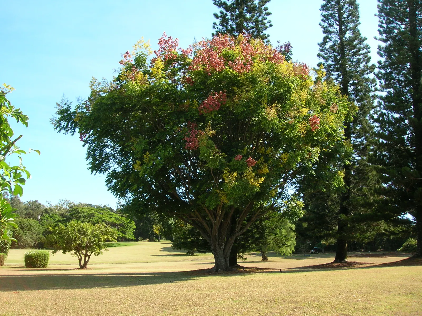 Flamegold (Koelreuteria Elegans) — Its pinnate leaves turn yellow in fall, complementing clusters of yellow flowers that bloom in summer; one should consider