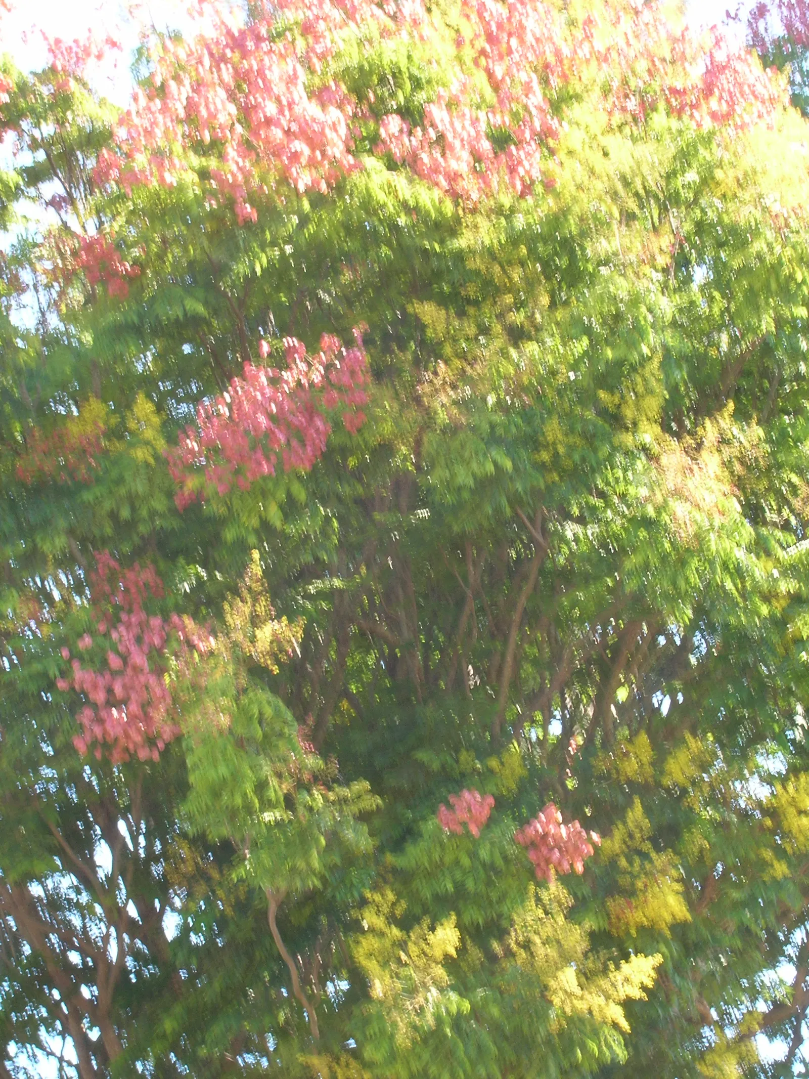 Flamegold (Koelreuteria Elegans) — rounded to broad-spreading silhouette; this tree is notable for its pinnate or bi-pinnate leaves
