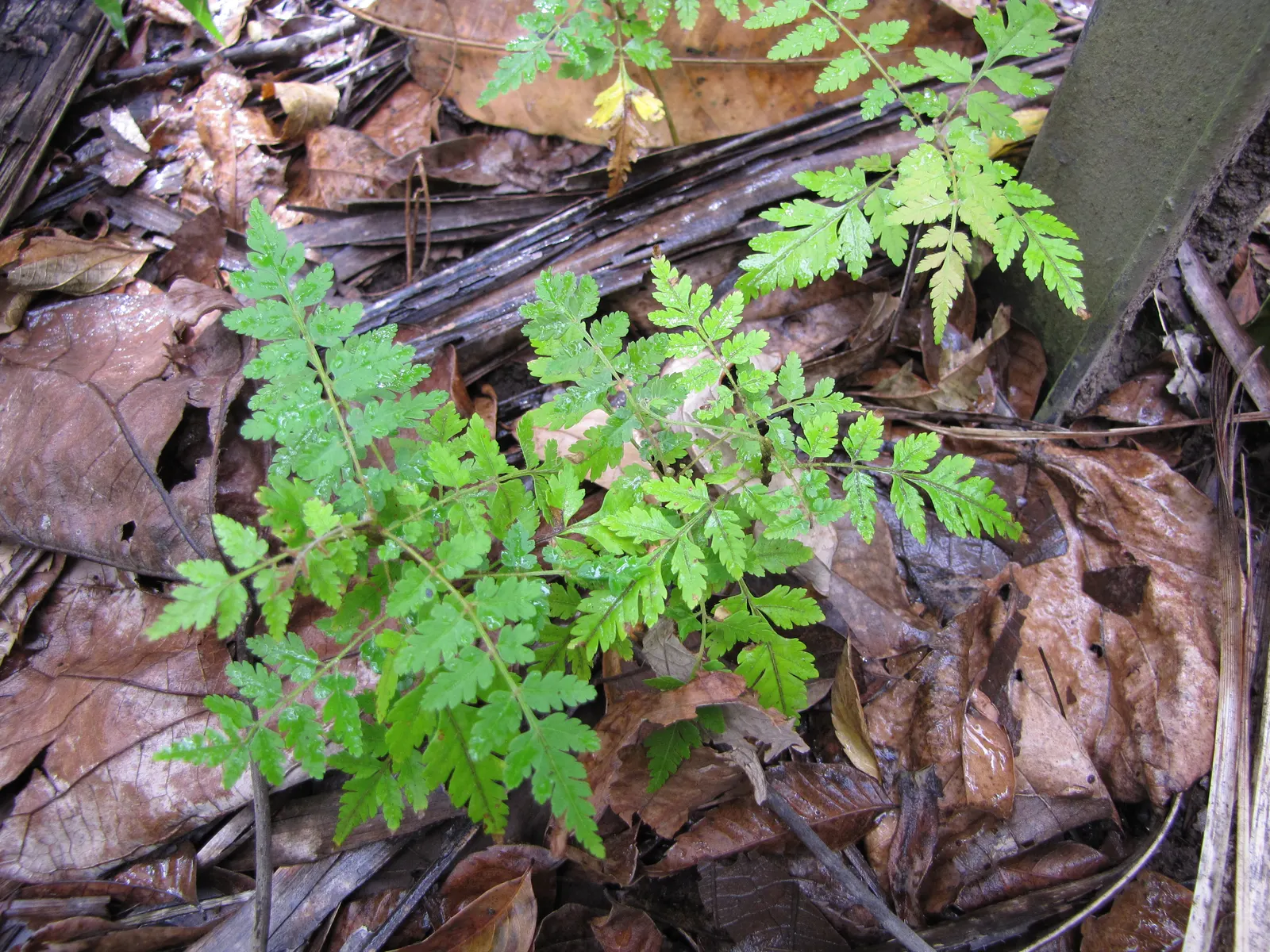 Flamegold (Koelreuteria Elegans) — It thrives in USDA zones 7-11, prefers full sun, and tolerates a range of soils; presents a striking addition to any